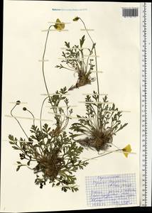 Oreomecon lapponica subsp. lapponica, Eastern Europe, Northern region (E1) (Russia)