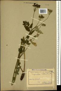 Pimpinella rhodantha Boiss., Caucasus, Armenia (K5) (Armenia)