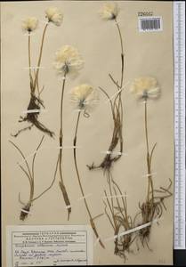 Eriophorum scheuchzeri Hoppe, Middle Asia, Dzungarian Alatau & Tarbagatai (M5) (Kazakhstan)