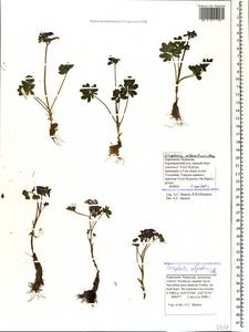 Corydalis alpestris C. A. Mey., Caucasus, Stavropol Krai, Karachay-Cherkessia & Kabardino-Balkaria (K1b) (Russia)
