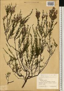 Calluna vulgaris (L.) Hull, Eastern Europe, Latvia (E2b) (Latvia)