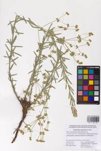 Euphorbia seguieriana Neck., Eastern Europe, Lower Volga region (E9) (Russia)