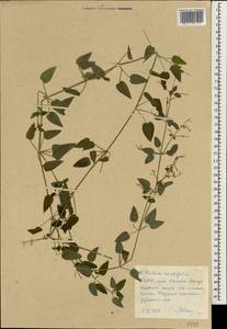 Rubia cordifolia L., South Asia, South Asia (Asia outside ex-Soviet states and Mongolia) (ASIA) (North Korea)