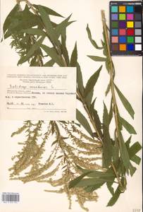 Solidago canadensis L., Eastern Europe, Moscow region (E4a) (Russia)