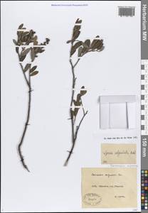 Chamaedaphne calyculata (L.) Moench, Siberia, Western Siberia (S1) (Russia)
