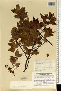 Vaccinium, South Asia, South Asia (Asia outside ex-Soviet states and Mongolia) (ASIA) (China)