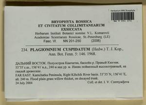 Plagiomnium cuspidatum (Hedw.) T.J. Kop., Bryophytes, Bryophytes - Chukotka & Kamchatka (B21) (Russia)