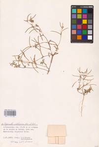 Medicago orthoceras (Kar. & Kir.) Trautv., Eastern Europe, Lower Volga region (E9) (Russia)
