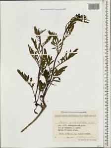 Jacobaea erucifolia subsp. grandidentata (Ledeb.) V. V. Fateryga & Fateryga, Caucasus, Dagestan (K2) (Russia)