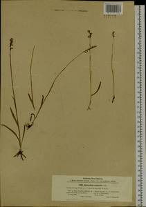 Spiranthes australis (R.Br.) Lindl., Siberia, Baikal & Transbaikal region (S4) (Russia)