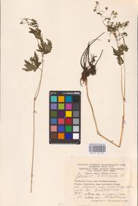 Geranium sibiricum L., Eastern Europe, Eastern region (E10) (Russia)
