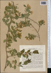 Lonicera korolkowii Stapf, Middle Asia, Western Tian Shan & Karatau (M3) (Kazakhstan)