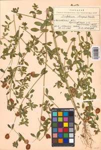 Trifolium aureum Pollich, Eastern Europe, Moscow region (E4a) (Russia)