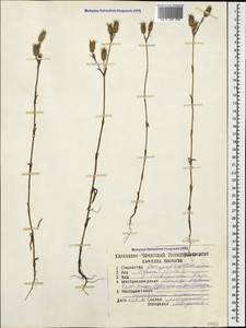 Silene conica subsp. conica, Caucasus, Stavropol Krai, Karachay-Cherkessia & Kabardino-Balkaria (K1b) (Russia)