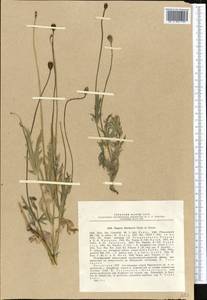 Papaver laevigatum M. Bieb., Middle Asia, Northern & Central Tian Shan (M4) (Kazakhstan)