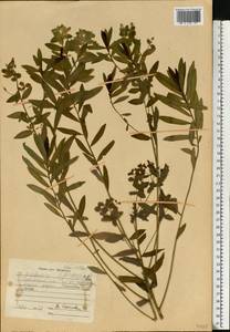 Euphorbia semivillosa (Prokh.) Krylov, Eastern Europe, Central region (E4) (Russia)