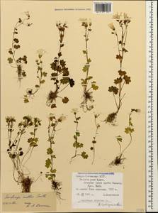 Saxifraga sibirica L., Caucasus, North Ossetia, Ingushetia & Chechnya (K1c) (Russia)