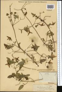 Clematis glauca Willd., Middle Asia, Dzungarian Alatau & Tarbagatai (M5) (Kazakhstan)