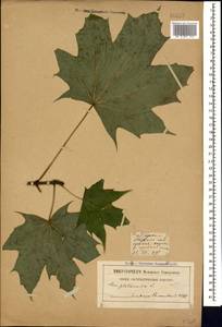 Acer platanoides L., Caucasus, Georgia (K4) (Georgia)