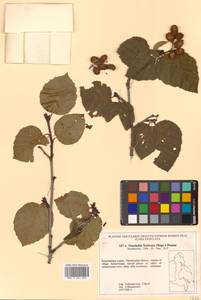Alnus duschekia × fruticosa, Siberia, Chukotka & Kamchatka (S7) (Russia)