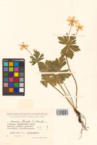 Anemonastrum flaccidum (F. Schmidt) Mosyakin, Siberia, Russian Far East (S6) (Russia)