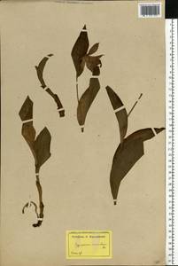 Cypripedium macranthos Sw., Eastern Europe, Latvia (E2b) (Latvia)
