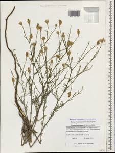 Centaurea arenaria M. Bieb. ex Willd., Caucasus, Azerbaijan (K6) (Azerbaijan)