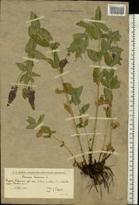 Veronica teucrium L., Eastern Europe, Lower Volga region (E9) (Russia)