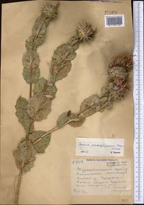 Cousinia pseudodshizakensis Tschern. & Vved., Middle Asia, Pamir & Pamiro-Alai (M2) (Uzbekistan)