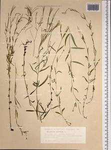 Epilobium palustre L., Siberia, Western Siberia (S1) (Russia)
