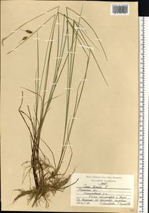 Carex limosa L., Eastern Europe, Central region (E4) (Russia)