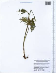 Conioselinum longifolium Turcz., Siberia, Baikal & Transbaikal region (S4) (Russia)