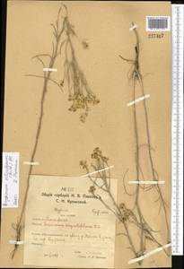 Erysimum siliculosum (M. Bieb.) DC., Middle Asia, Northern & Central Kazakhstan (M10) (Kazakhstan)