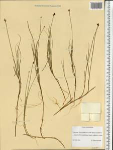 Carex chordorrhiza L.f., Eastern Europe, Northern region (E1) (Russia)