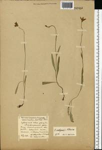 Campanula stevenii subsp. wolgensis (P.A.Smirn.) Fed., Eastern Europe, Middle Volga region (E8) (Russia)