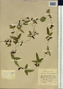 Glycine max subsp. soja (Siebold & Zucc.)H.Ohashi, Siberia, Russian Far East (S6) (Russia)