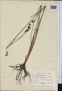 Cladium mariscoides (Muhl.) Torr., America (AMER) (Canada)
