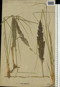 Calamagrostis epigejos (L.) Roth, Eastern Europe (no precise locality) (E0) (Not classified)