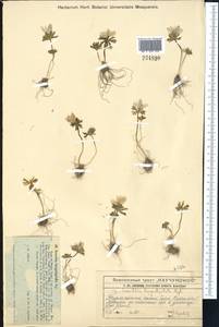 Eranthis longistipitata Regel, Middle Asia, Western Tian Shan & Karatau (M3) (Kazakhstan)