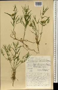 Cynanchum thesioides (Freyn) K. Schum., Mongolia (MONG) (Mongolia)