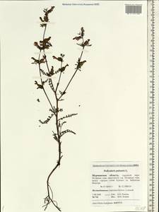 Pedicularis palustris, Eastern Europe, Northern region (E1) (Russia)