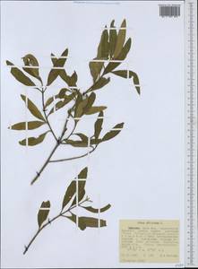 Olea europaea subsp. cuspidata (Wall. & G.Don) Cif., Africa (AFR) (Ethiopia)