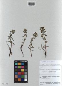 KUZ 001 516, Euphorbia esula subsp. esula, Siberia, Altai & Sayany Mountains (S2) (Russia)