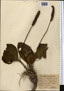 Plantago maxima Juss. ex Jacq., Middle Asia, Northern & Central Kazakhstan (M10) (Kazakhstan)