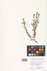 Lepidium campestre (L.) W.T.Aiton, Eastern Europe, Rostov Oblast (E12a) (Russia)
