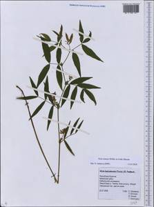 Vicia venosa (Link)Maxim., Siberia, Baikal & Transbaikal region (S4) (Russia)