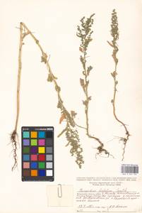 Chenopodium ficifolium Sm., Eastern Europe, Moscow region (E4a) (Russia)