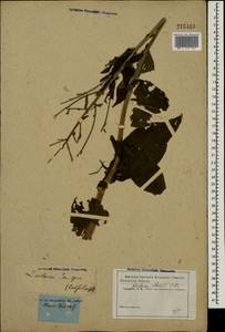 Lactuca quercina subsp. quercina, Eastern Europe, Rostov Oblast (E12a) (Russia)