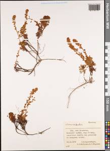 Chamaerhodos, America (AMER) (United States)