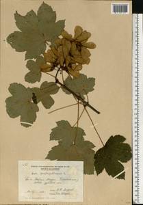 Acer pseudoplatanus L., Eastern Europe, Moldova (E13a) (Moldova)